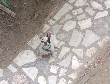 İzmir torbalı dişi french Bulldoguma erkek arıyorum - 118978685