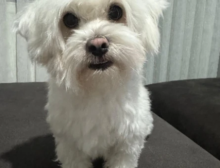 Maltese - 118978714