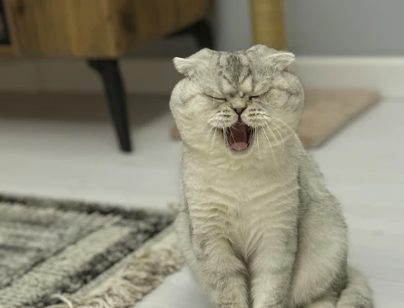 Scottish fold Erkek Kedime Eş Arıyorum - 118978764