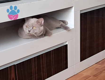 Brıtısh Shorthair Oğlumuz 1,5 Yaşında