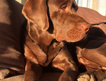 CHOCOLATE ERKEK LABRADOR - 118978802