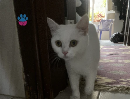 British Shorthair 1 Yaşında Kızım Eş Arıyor - 118978811