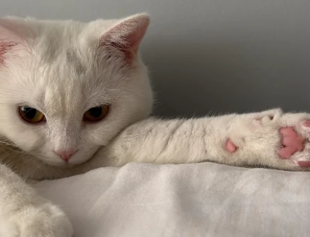 1 Yaşında Beyaz British Shorthair Erkek Kedime Eş Arıyorum 🐾 - 118978881