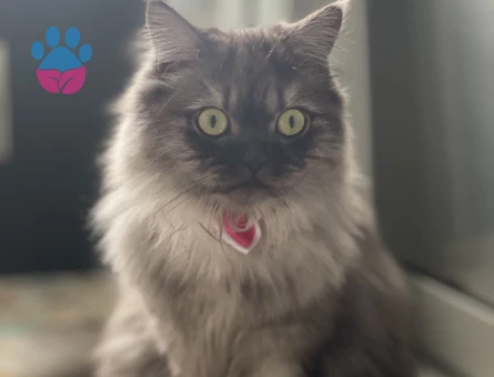 Kızımıza eş arıyoruz