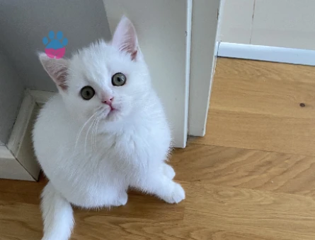 Dişi British Shorthair için Eşleşme - 118978992