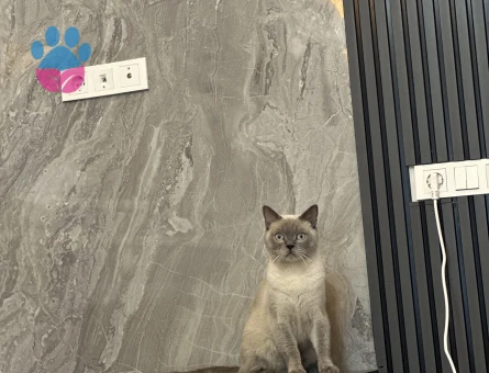 British Shorthair Kedim Eş Arıyor BAĞCILAR