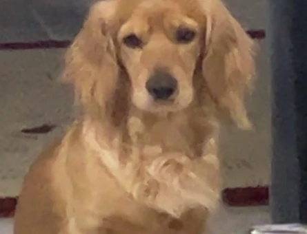 Golden ile İngiliz Cocker Spaniel kırması köpeğime eş arıyorum - 118979077