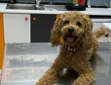 15 aylık poodle - 118979123