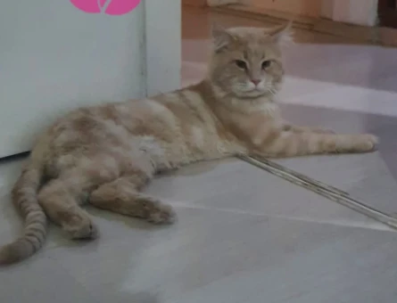 Erkek Main Coon Eş arıyoruz - 118979183