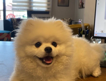 pomeranian erkek 10 aylık - 118979218