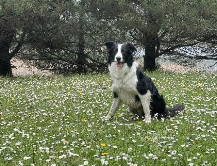 Erkek Border Collie - 118979230