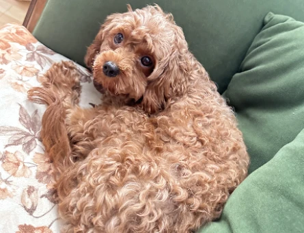 kore kanı(safkan) toy poodle eş - 118979266
