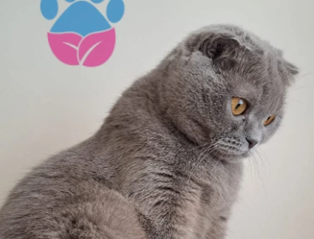 British Shorthair Patimize eş arıyoruz - 118979275