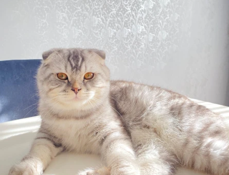 Scottish fold Erkek eşleştirme - 118979484