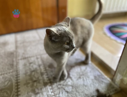 British Shorthair ( Kahve ) - 118979517