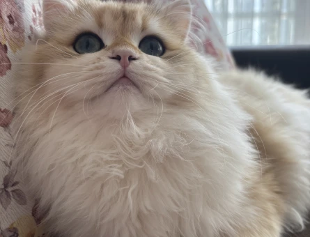 British Longhair Eş Arıyoruz - 118979539