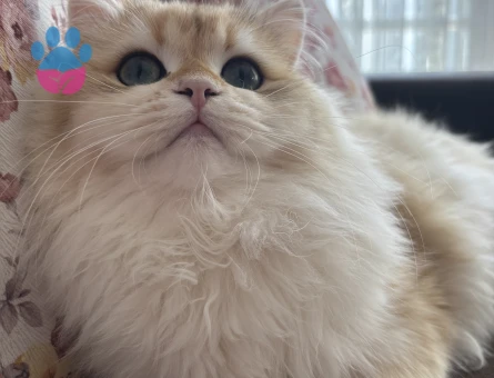 British Longhair Eş Arıyoruz
