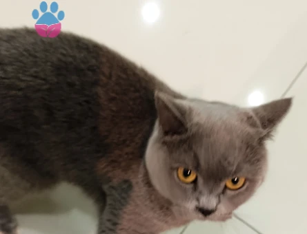 British shorthair Kedime Eş Arıyorum - 118979545