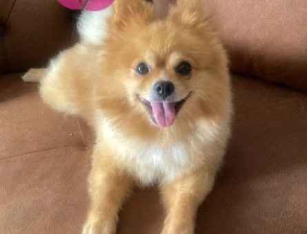 Poomeranian Boo Sevimli eş arıyoruz - 118979568