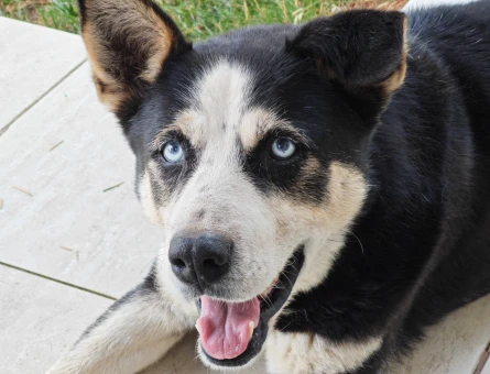 Sibirya kurdu köpeğime eş arıyorum. - 118979575