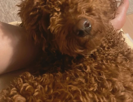 Toy poddle Köpeğim Eş Arıyor - 118979609
