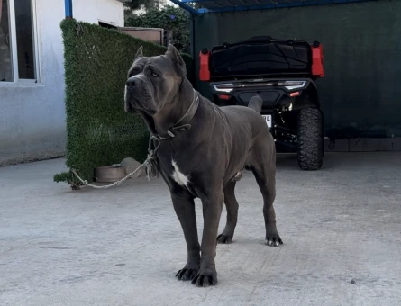 ORJİNAL CANE CORSO OĞLUMUZA EŞ ARIYORUZ - 118979640