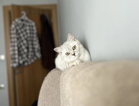Silver British Shorthair Dişi Kedimize Eş Arıyoruz - 118979644