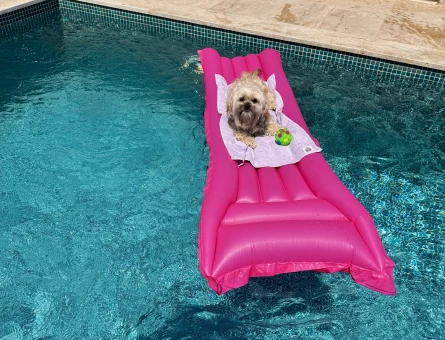 Shih tzu - 118979714