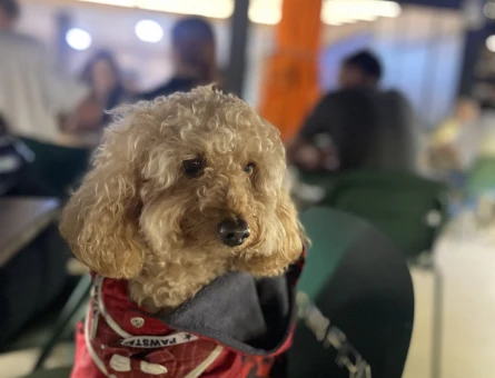 Toy poodle eş arıyoruz dişi - 118979723