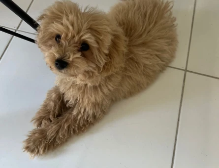 Toy Poodle Köpeğime Eş Arıyorum - 118979935