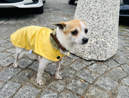 3 Yaşında Erkek Şivava Köpeğim Eş Arıyor - 118979988