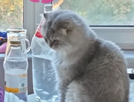 Scottish Fold 1,5 Yaşında Eş Arıyor - 118980004