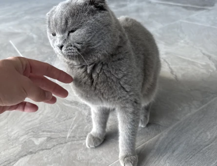 Dişi Kedi Eş Arıyorum - 118980019