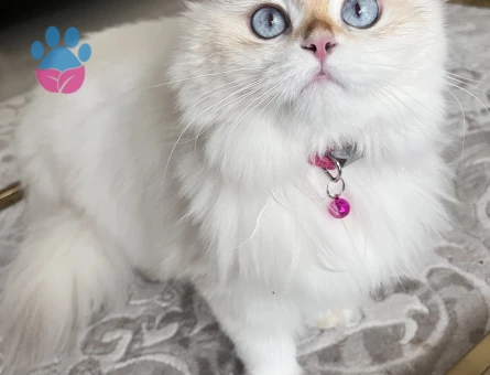 British longhair dişi kedim için cins kedi arıyorum