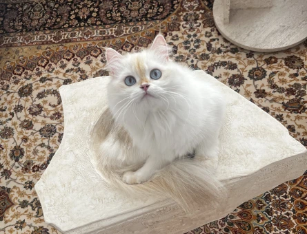 British longhair dişi kedim için cins kedi arıyorum - 118980054