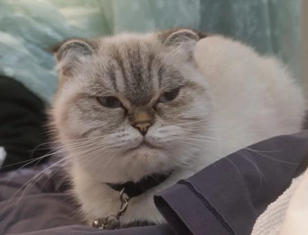 Scottish Fold 1 Yaşında Kedim Eş Arıyor - 118980069