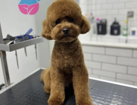 Toy Poodle Erkek Köpeğime Eş Arıyorum - 118980099