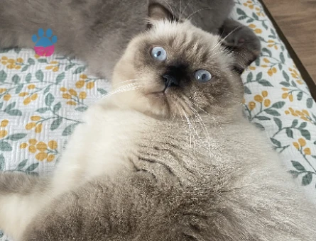 Scottish Fold Kedim 1,5 Yaşında Eş Arıyorum - 118980100