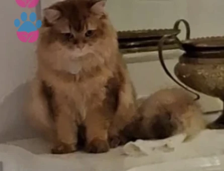 Oğluma eş arıyorumm