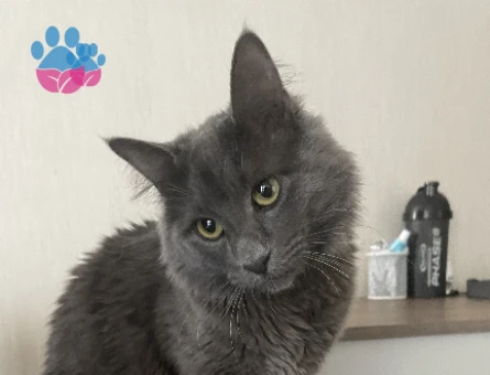 Merhaba oğlumuza eş arıyoruz. Çok oyuncu güzel arkadaş canlısı bir karaktere sahip.  İlginilenenler mesaj atarak ulaşabilir. Whatssap da olur