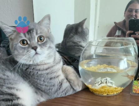 Dişi cins kedi aranıyor - 118980216