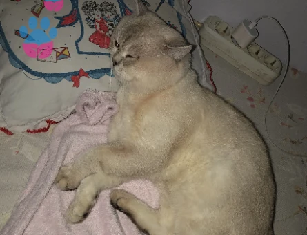 Oğluşum Leona acil eş arıyorum.