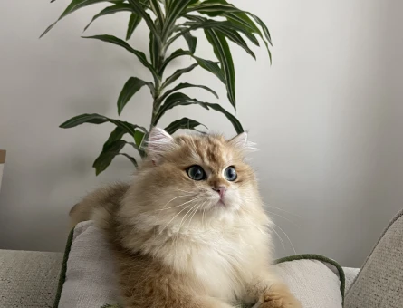 British Longhair Oğluma gelin arıyorum - 118980229