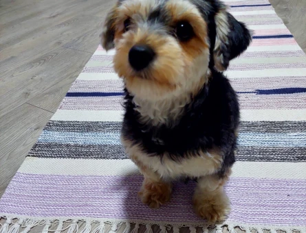 Morkie Köpeğime Eş Arıyorum - 118980231