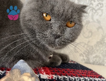 Kızıma erkek eş beyaz ya da golden British arıyorum