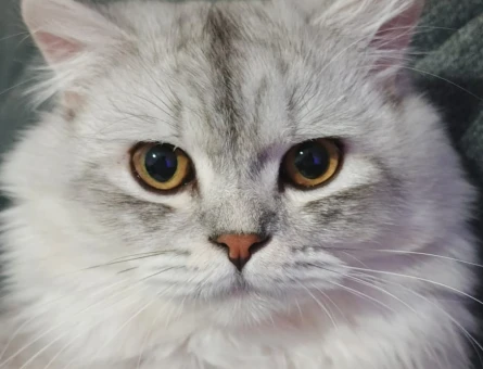 İpek Tüylü British Longhair Erkek Eş Arıyoruz. - 118980326