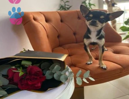 Chihuahua 2 Yaşında Eş Arıyor