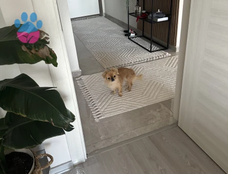 Pekinez Köpeğime Eş Arıyorum