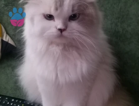 İran Kedisi 1 Yaşında Eş Arıyoruz