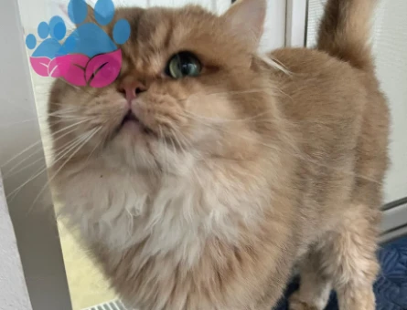 Secereli çok yakışıklı oğlum